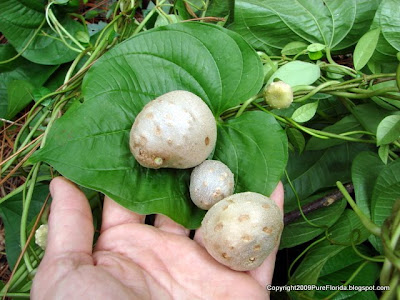 potato air kudzu vine florida vines rid plant plants dreaded getting pure native exotic liken ability asia because amanda learning