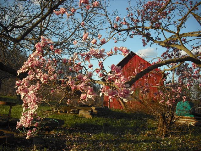 Spring on the Farm