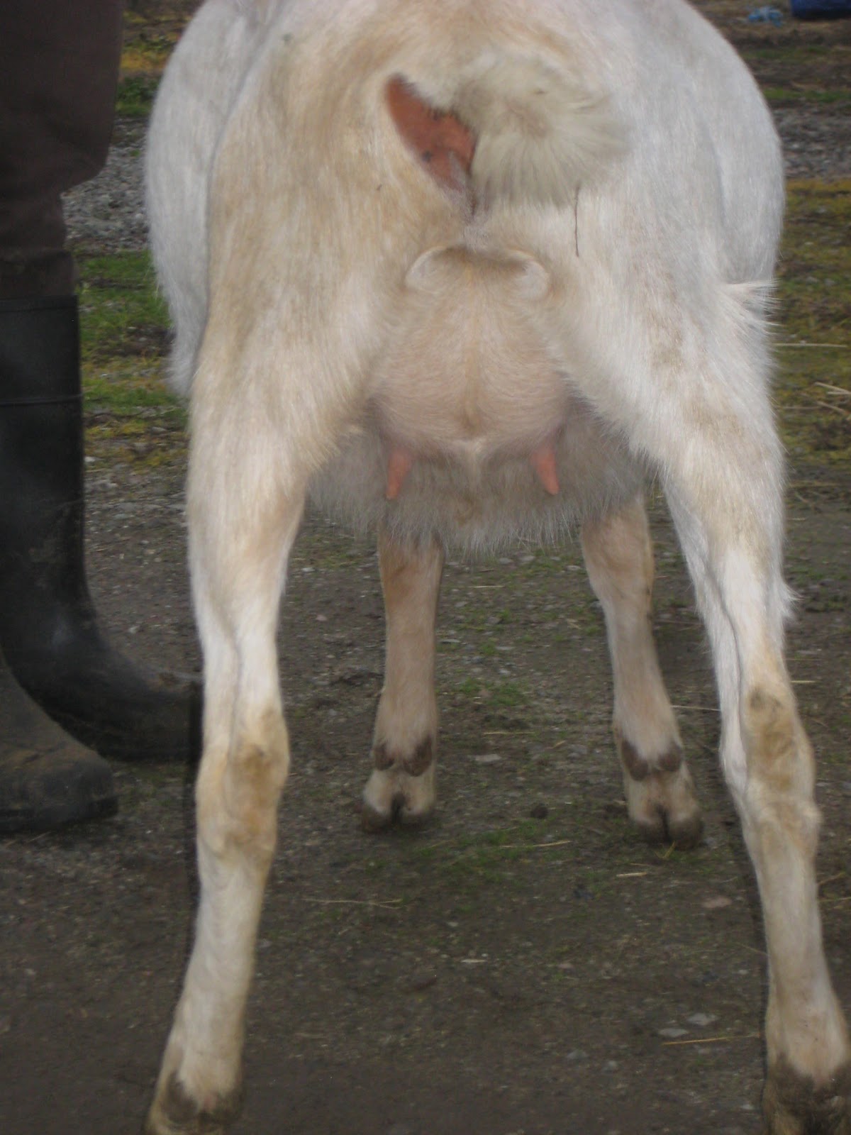 Cadence Dairy Goats Little Growing Udders