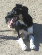 Dog of the Day - Available from WBCR