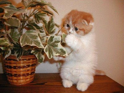 cat_eating_plant.jpg