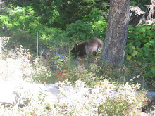 Bear time