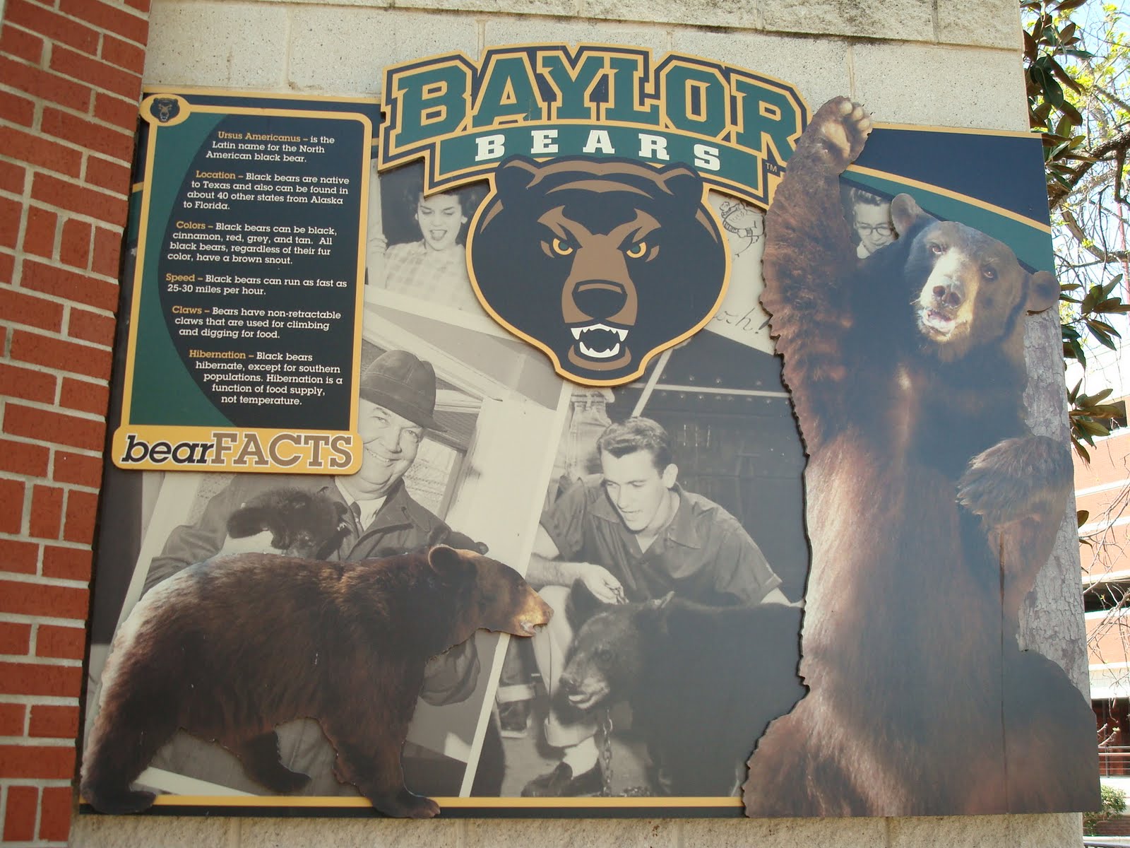 Lost in Texas Baylor Bears