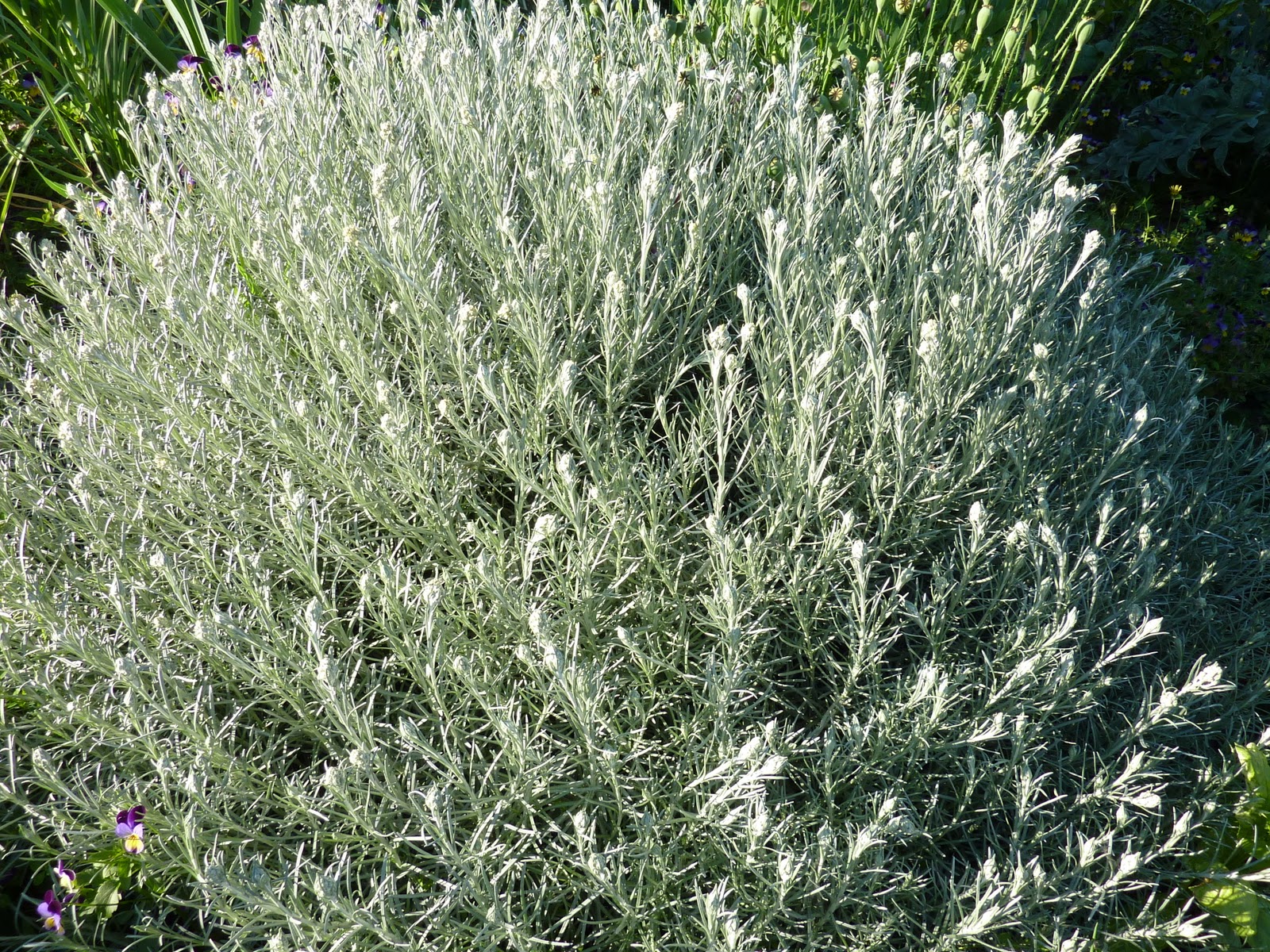 Как выглядит растение карри Currykraut: Verwendung in der Küche und als Heilkraut