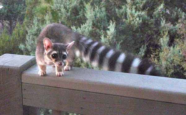 [Ringtail-lo-res.jpg]