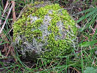 [IMG_0331-lo-res-lo-res.jpg]