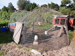 chicken proof coop coyote dome wire sweat lodge hawk plans run rebar houses predator covered yard chook building lloydkahn frame