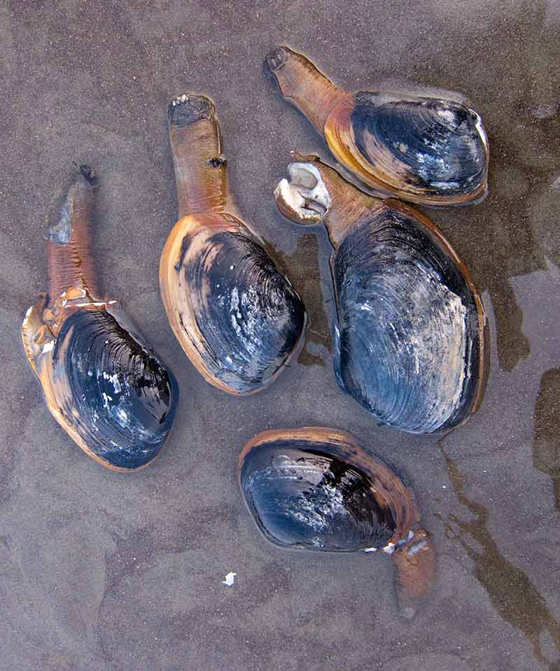 Horseneck clams and a marauding seagull tonight Lloyd's Blog