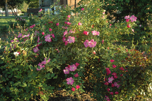 Hartwood Roses: My Favorite Rose Today ... Schoener's Nutkana