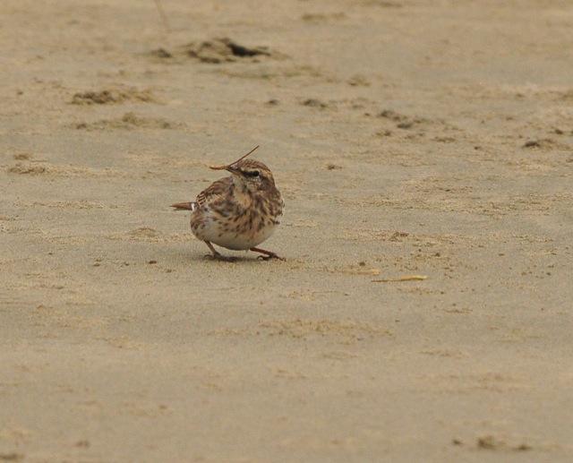 Pipit Courtship Behaviour 3