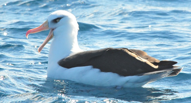 Campbell (Black-browed) Albatross