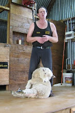 How to Shear a Sheep, NZ-style