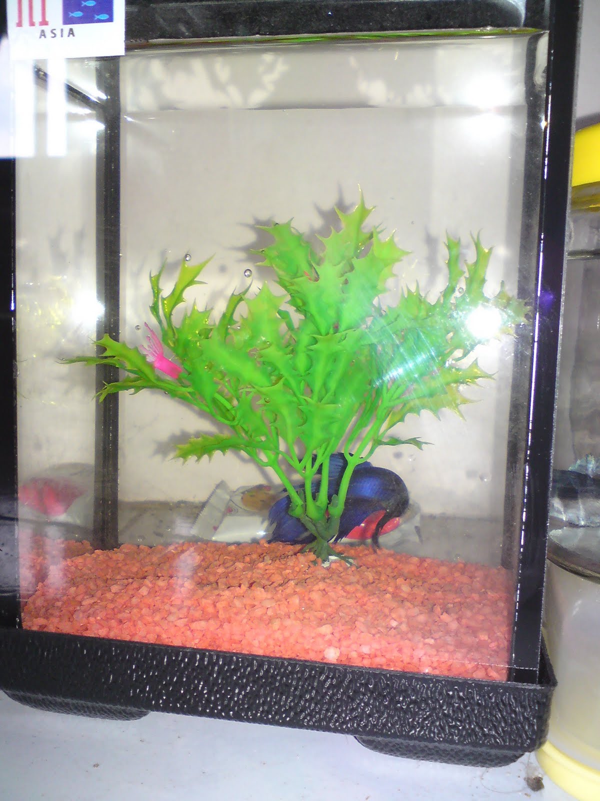 Kehidupan Seorang Penolong Pegawai Perubatan.....: My new Pets..... ( Ikan  Laga or sekilau or Betta splendens )