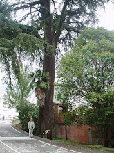 A la entrada de Gata hay un cedro enorme, como los del Líbano