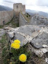 Una flor para los caidos