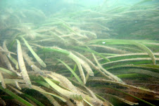 Eelgrass - Zostera marina