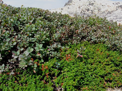 Birding North Central Massachusetts.....: White Moutains, NH (The