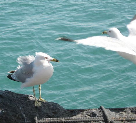 [seagulls.jpg]