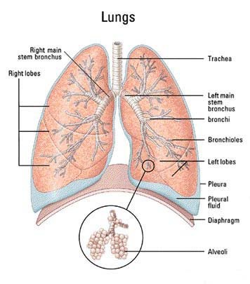 [asbestos-lung-cancer-1.jpg]