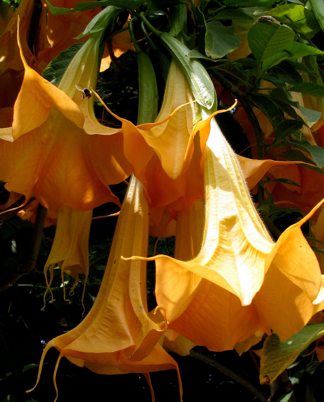Kathy Dunham Artist & Photographer Golden Trumpets