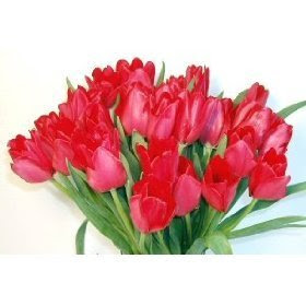 nimiwicho Gambar Bunga Tulip 