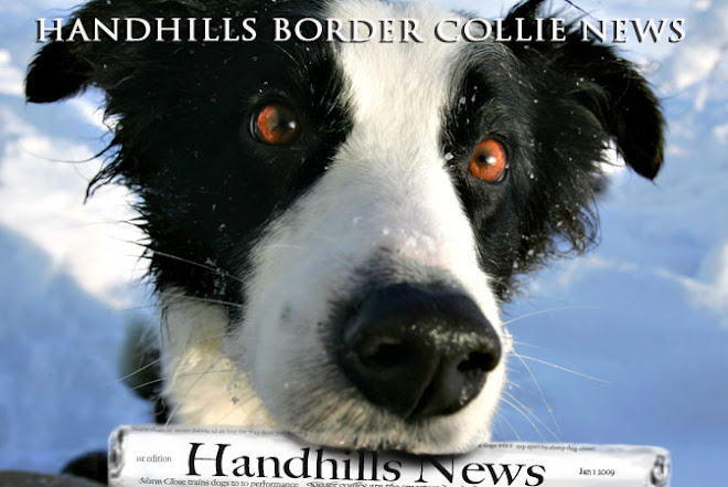 Handhills Border Collie News