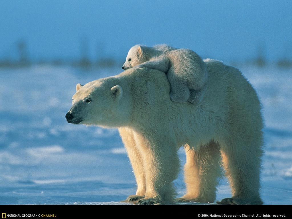 Fiona Bernard: All Baby Polar Bears Are Cute.