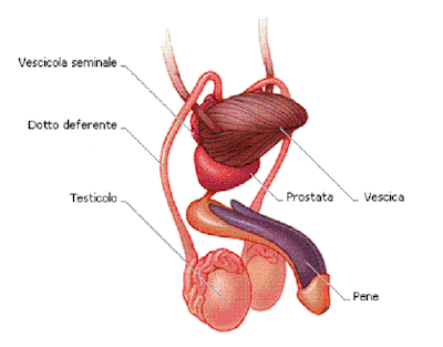 quando i valori della prostata sono altino
