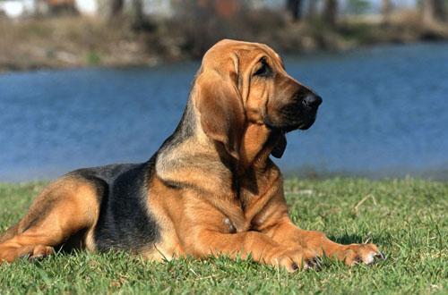 Buy Bloodhound Puppies In Nova Scotia Canada