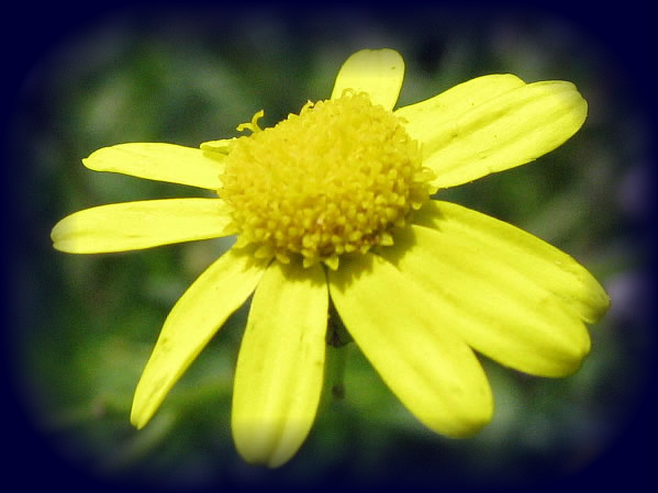 PLANTAS TOXICAS FLORDASALMASSenecio spp  Plantas Tóxicas24