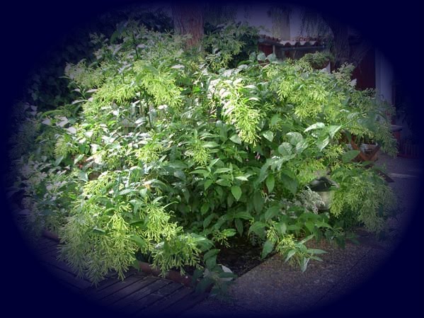 Plantas no Vilela: DAMA DA NOITE - Cestrum nocturnum