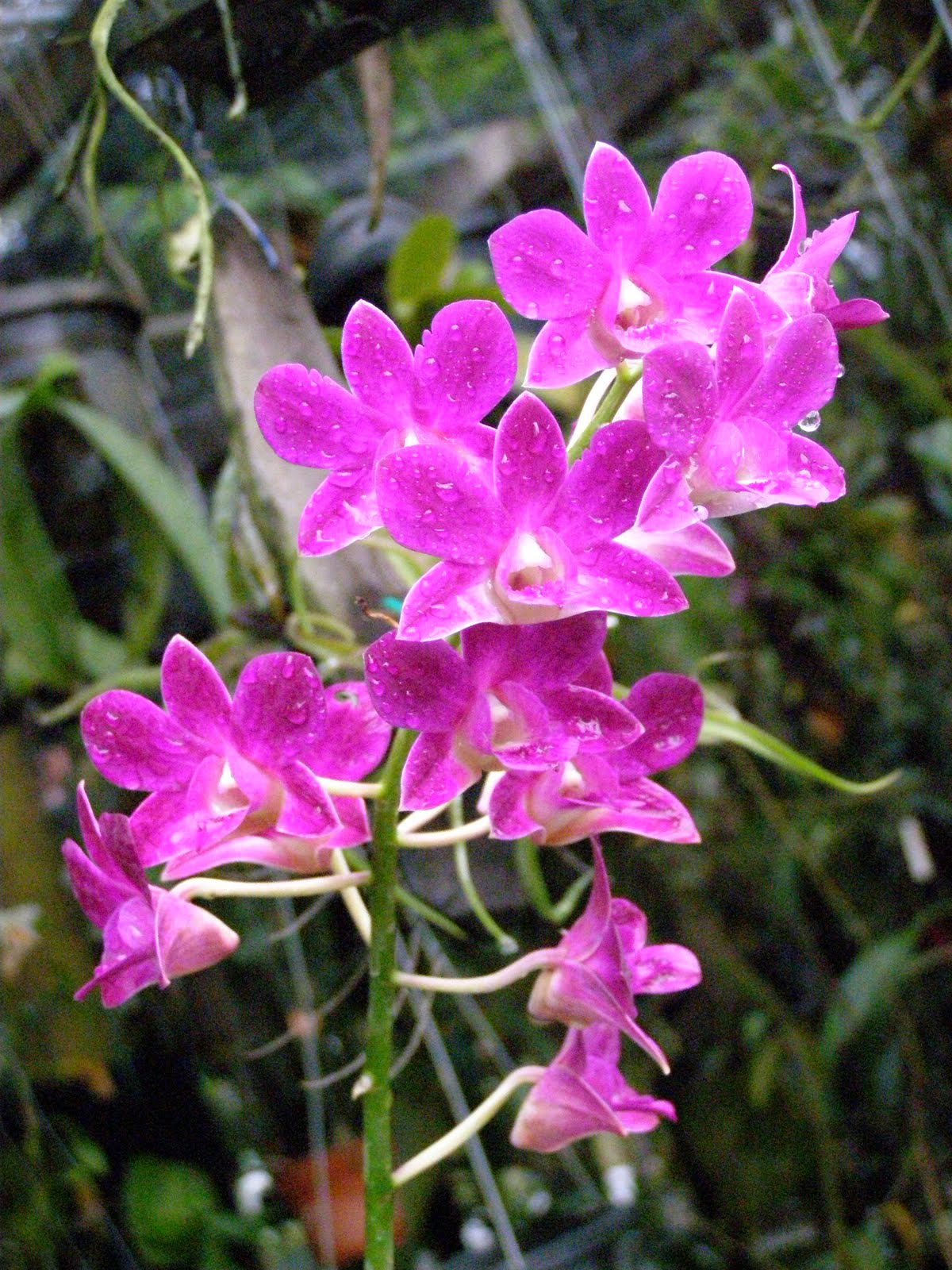 Triang Botanical Valley Mengenal penyakit orkid Triang Botanical Valley Mengenal penyakit orkid
