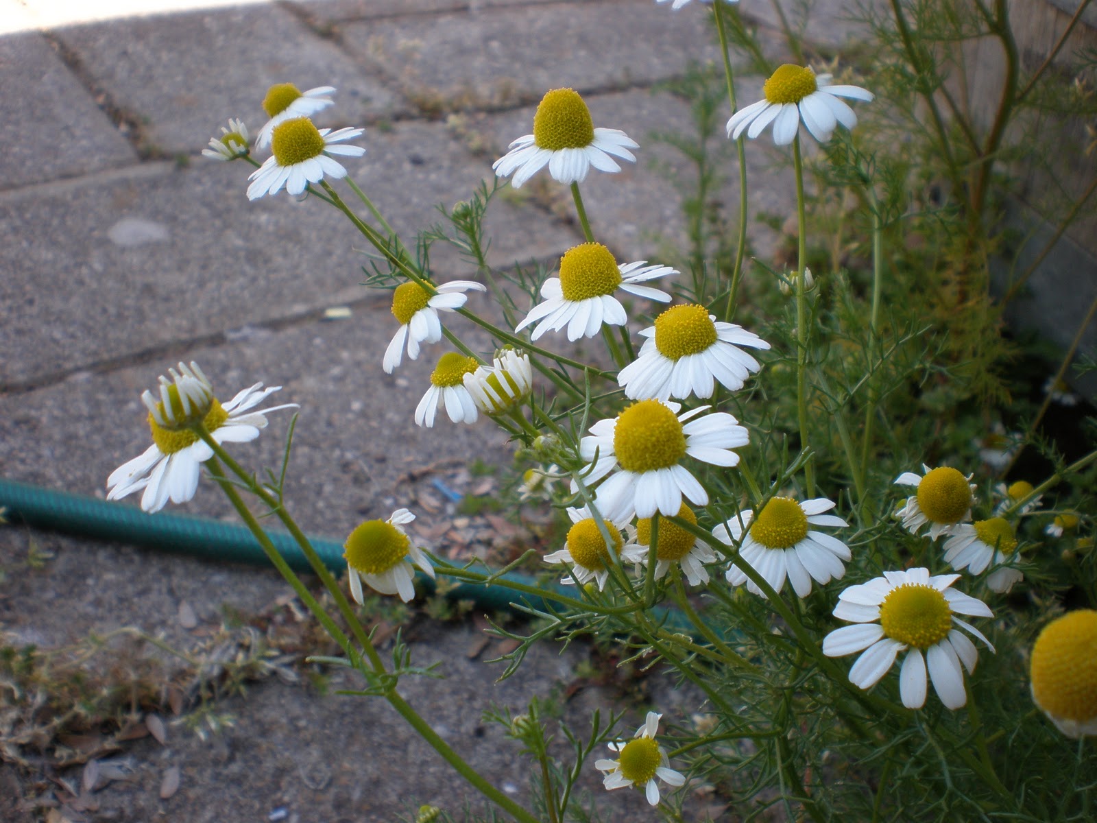 Dancing in the Shadows Chamomile a Magickal Herb