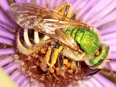 MN08+green+bee+239_0720.jpg
