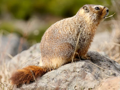 Ecobirder: Camera Criters: Yellow Bellied Marmot