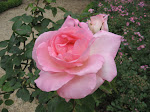 From the rose garden at the monastery of Fontfroid, France