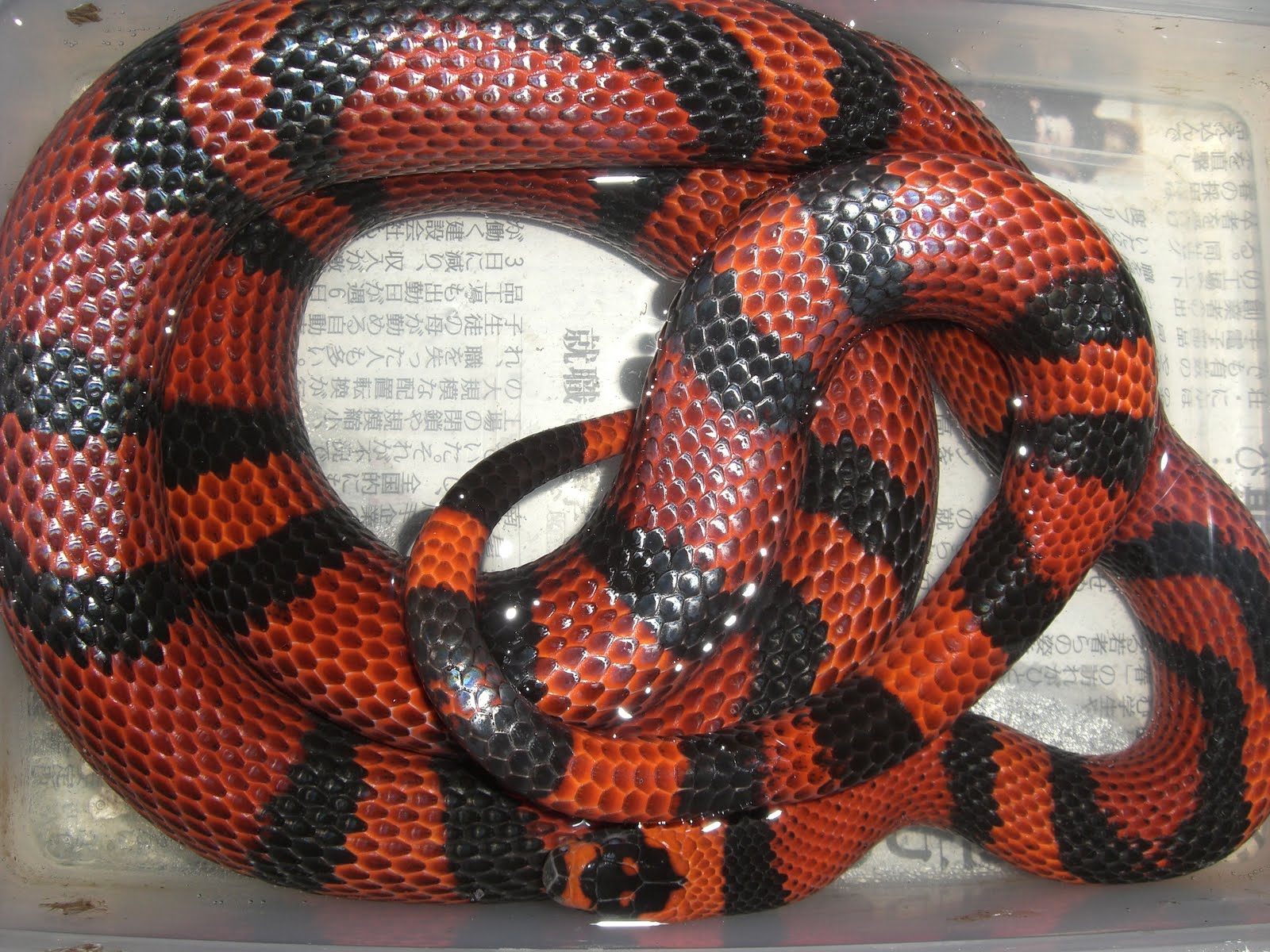 部屋と蛇様と私 赤と黒のアイツ