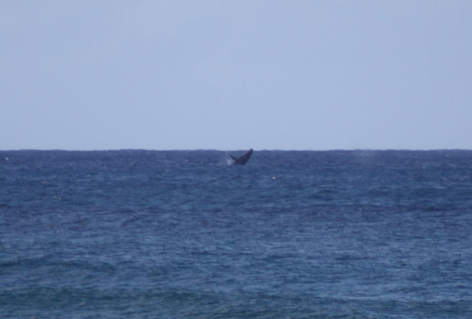 Oficina do Surf Hawaii Oahu Aligator Rock e Leftovers 28032010