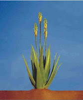 Aloe Vera - Barbadensis Miller