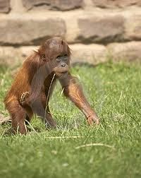 Image Result For Cerita Dewasa Lucu Humor Image Result For Cerita Dewasa Lucu Humor