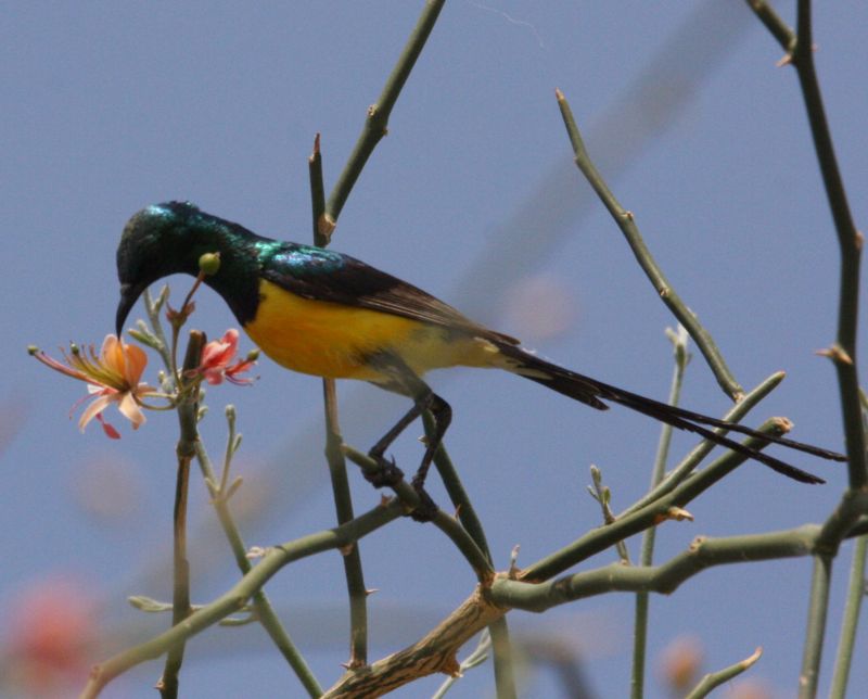 Birding Sudan Visit to Jebel Aulia