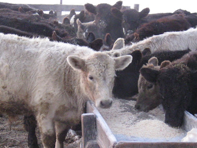 Snow Capped Cattle