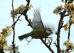 پرواز flying bird بلبل در حال پرنده poetry birds se children hopping walking try nightingale dil