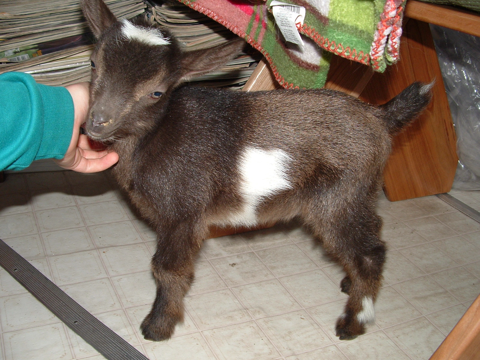 Dancing Angels Nigerian Dwarf Goats Nigerian Dwarf Goats for Sale