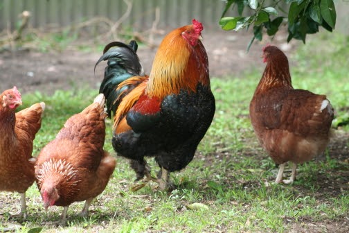the natural chicken: Brahma rooster and friends...