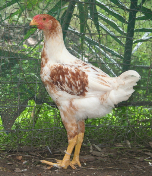 the natural chicken A week to dispatch... Misgivings, as usual.