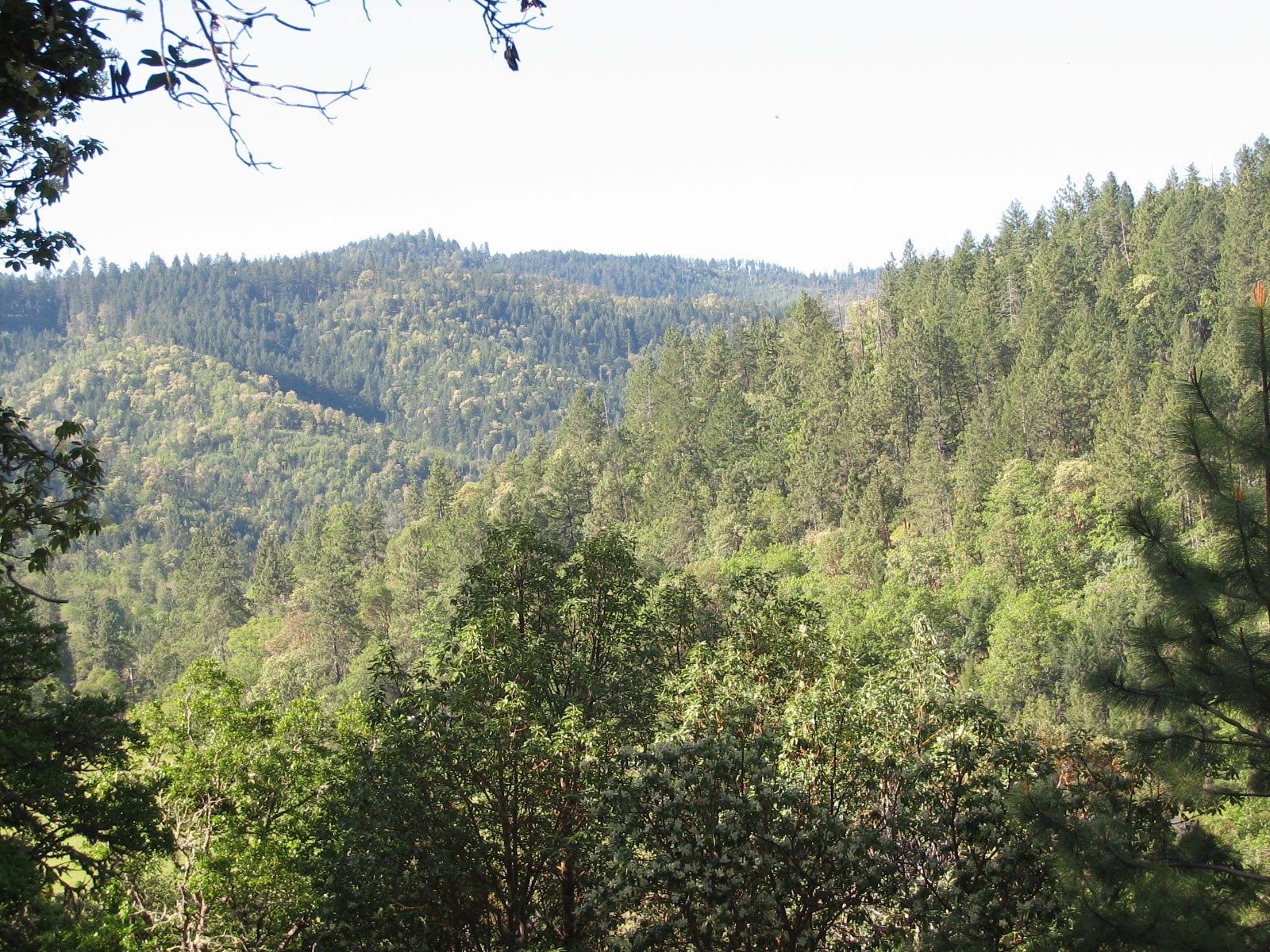 Griffin Creek Summer