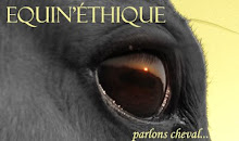 Forum relation Homme/cheval