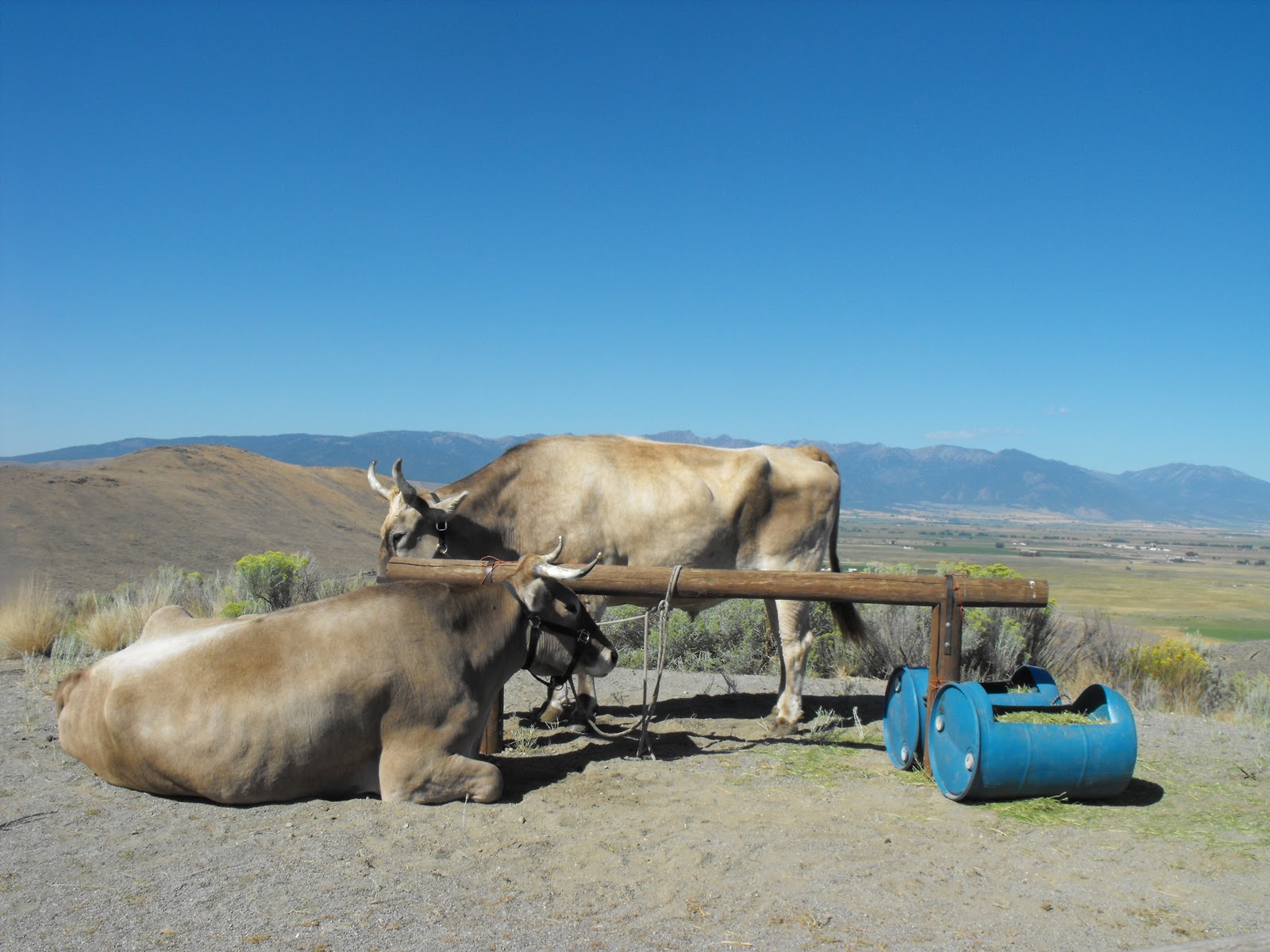 Coffee on the Farm The Oregon Trail...