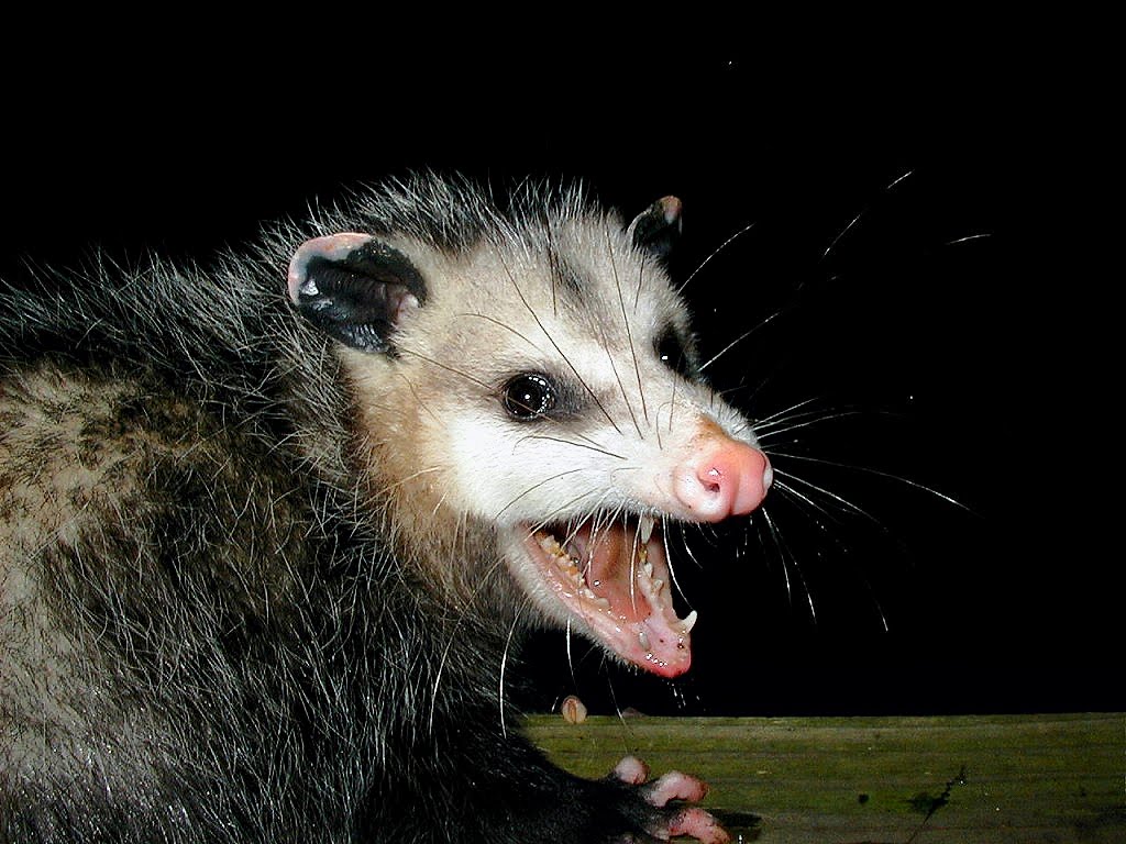 Possum Pate